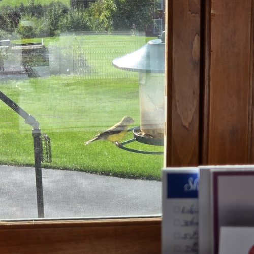 American Goldfinch