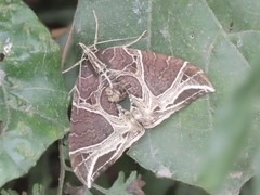 Ecliptopera rectilinea kanshinensis