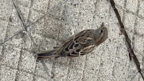 House Sparrow