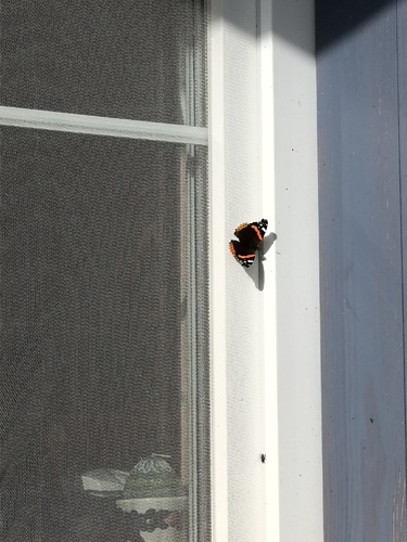 Red Admiral