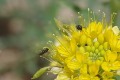 Hylaeus