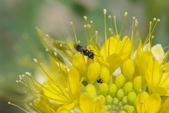 Hylaeus