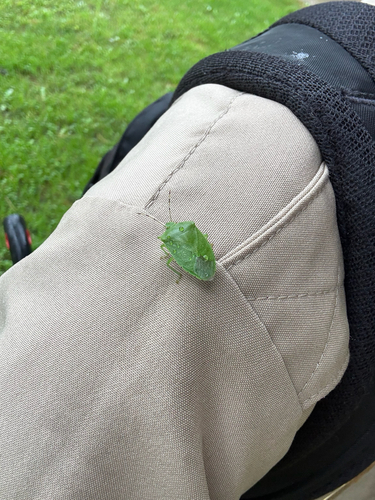 Green Stink Bug