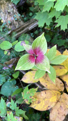 Cucumber Root