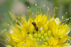 Hylaeus