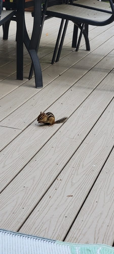 Eastern Chipmunk