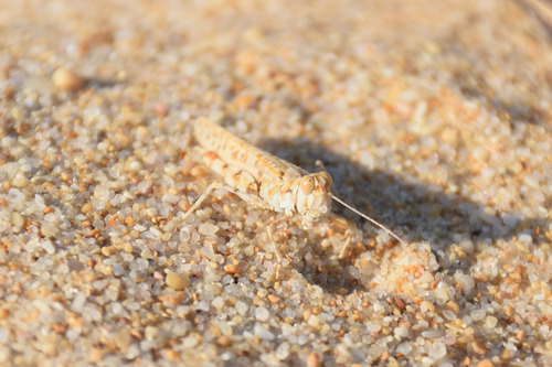 Algarve Sand Grasshopper