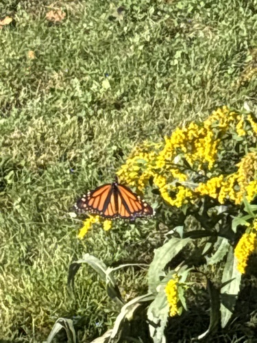 Monarch