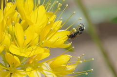 Hylaeus