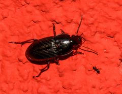 Coleoptera
