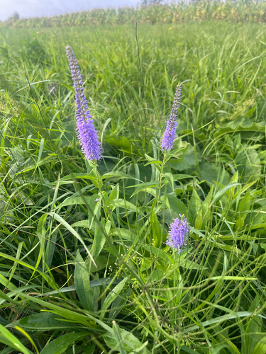 Long-leaved Speedwell