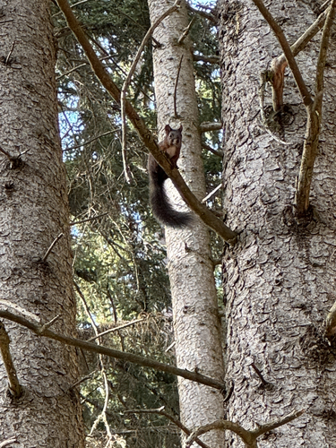 Eurasian Red Squirrel