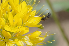 Hylaeus