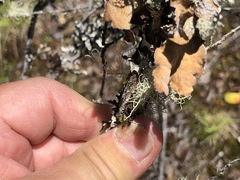 Lobaria anomala