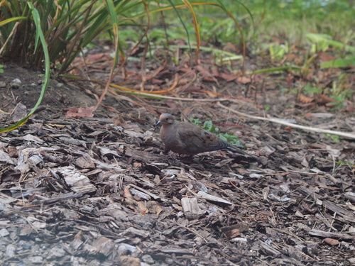 Mourning Dove