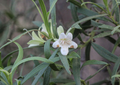 Eremophila mitchellii