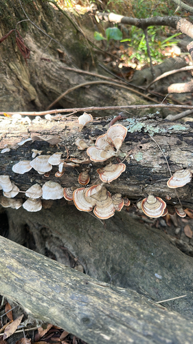 False Turkeytail