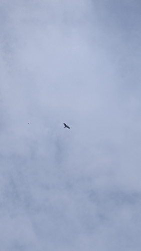 Common Buzzard
