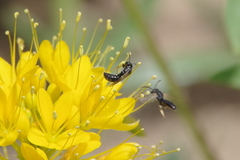 Hylaeus