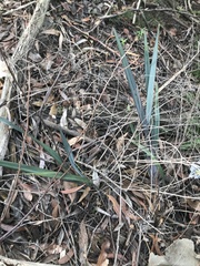 Dianella prunina