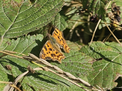 European Comma
