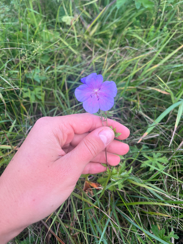 Meadow Crane's-bill