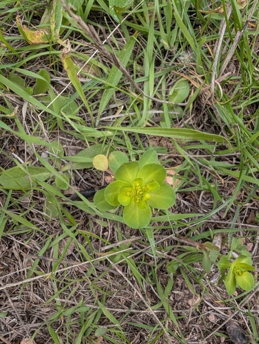 Euphorbia helioscopia, photograph 4