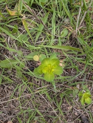 Euphorbia helioscopia, photograph (c) John McTague, some rights reserved (CC BY)