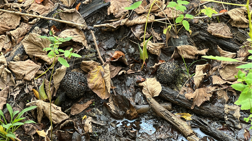Symplocarpus foetidus; photograph (c) Jason Parrish, some rights reserved (CC BY)