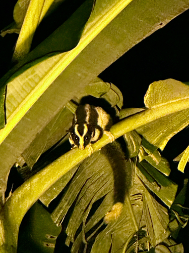 Striped Possum