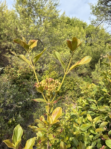 Laurustinus viburnum