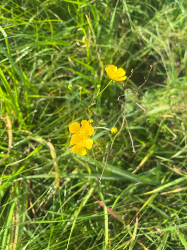 meadow buttercup