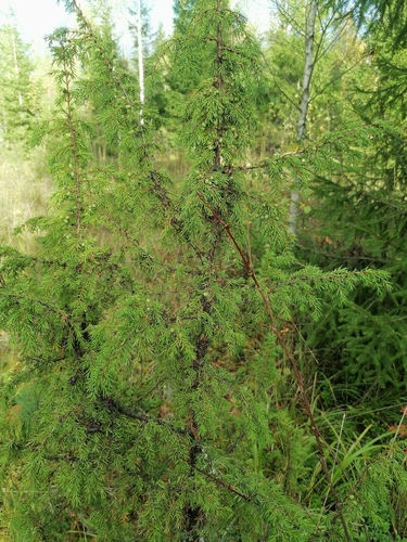 common juniper