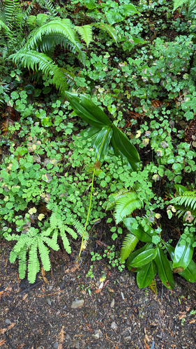 Clintonia andrewsiana, photograph 2