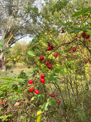 Dog-rose