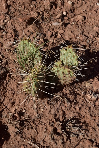 Pinkava's Pricklypear