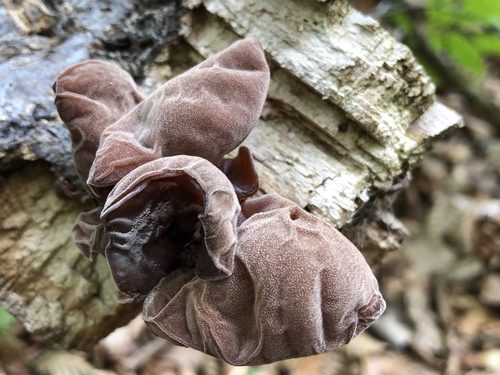 Jelly Ear