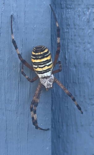 Wasp Spider