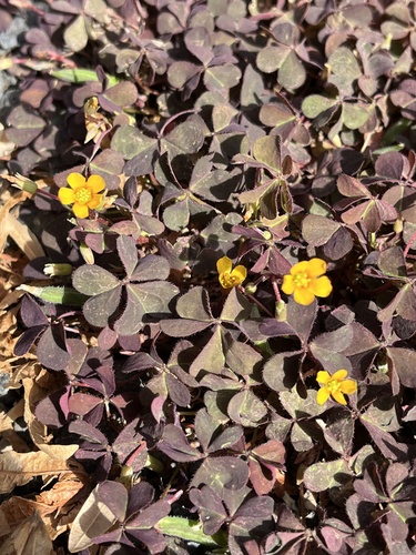 Creeping Woodsorrel