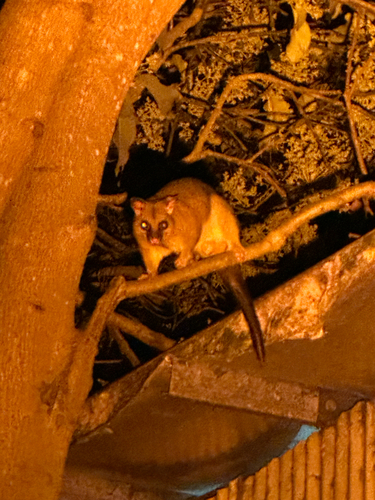 Common Brushtail Possum