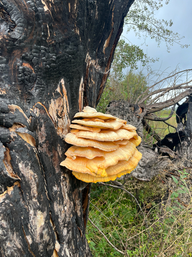 chicken of the woods