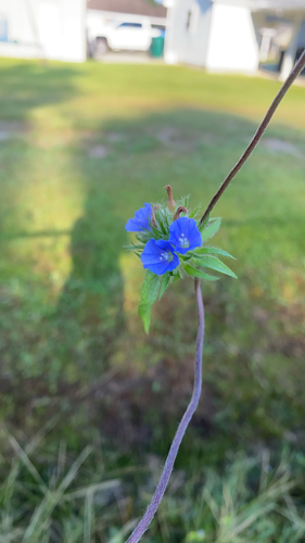 Hairy cluster-vine