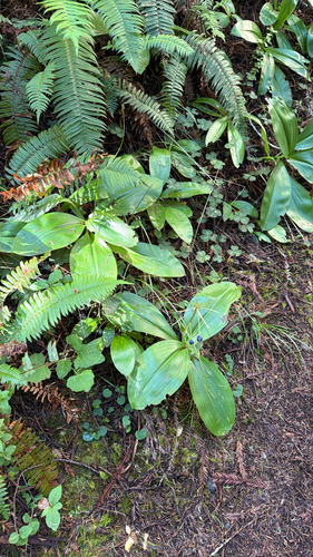 Clintonia andrewsiana