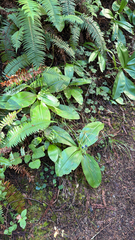 Clintonia andrewsiana