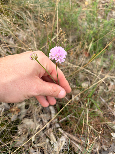 Sea Thrift