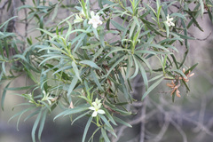 Eremophila mitchellii
