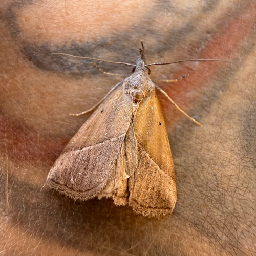Brown Triangle Snout
