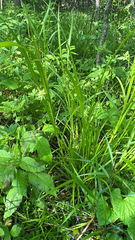 Carex grayi, photograph (c) Jason Parrish, some rights reserved (CC BY)