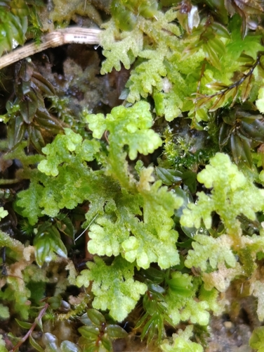 Handsome Woollywort