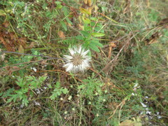 Leibnitzia anandria, photograph author not stated, no rights reserved